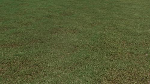 Short Grass preview image